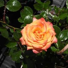 Redova Patio Climbing Rose (Rosa Redova) 3